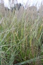Diamond grass, Calamagrostis brachytricha, plants with seeds